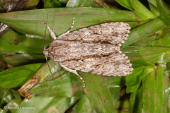 Fascionycta malesiae