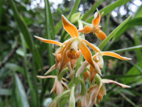 Epidendrum acuminatum Ruiz & Pav. 4