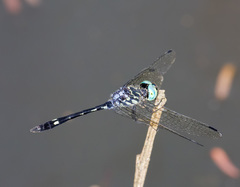 Nephepeltia leonardina
