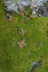 Gaultheria nubicola