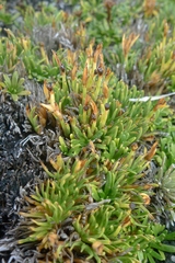 Oreobolus pectinatus