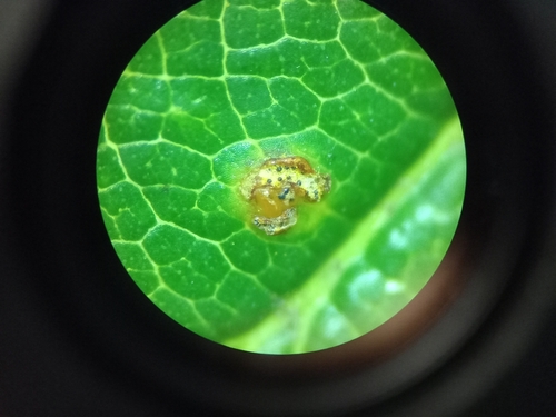 Sphaerellopsis filum observed 2023-08-25