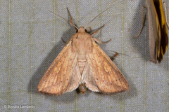 Mythimna formosana
