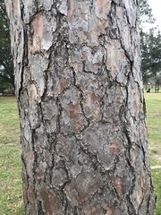 Pinus echinata