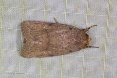 Athetis nonagrica