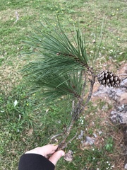 Pinus echinata