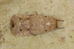 Athetis nonagrica