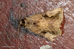 Pseudosphetta moorei