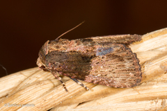Stenopterygia calida