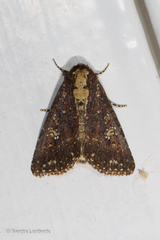 Condica albigutta
