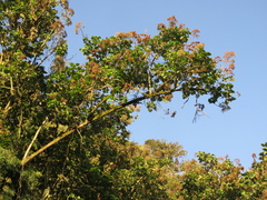 Montanoa quadrangularis