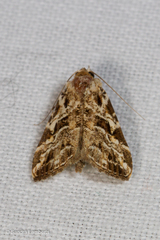 Chorsia