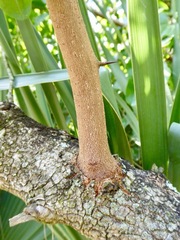 Ximenia americana