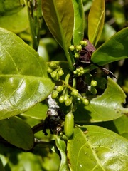 Ximenia americana image