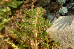 Polystichum cystostegium