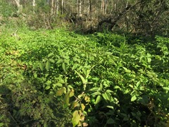 Cicuta mexicana