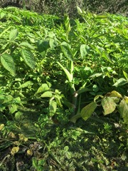 Cicuta mexicana