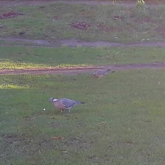 Columba palumbus