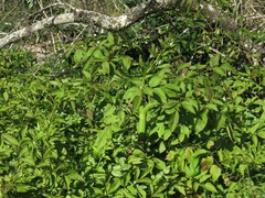 Cicuta mexicana