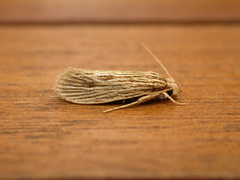 Moerarchis hypomacra