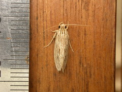 Moerarchis hypomacra