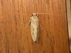 Moerarchis hypomacra