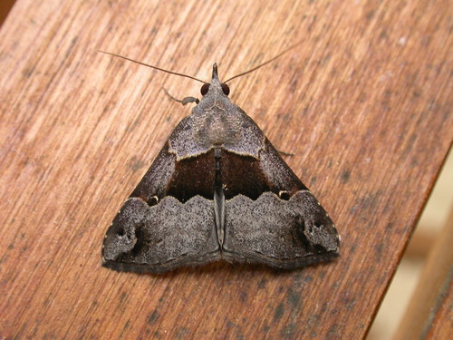 Hypena gonospilalis Walker
