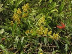 Pentacalia
