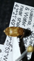 Mycetophagus pluripunctatus