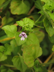 Clinopodium brownei