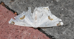 Sericoptera mahometaria