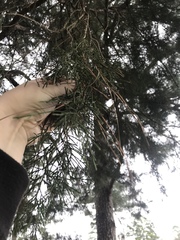 Juniperus virginiana