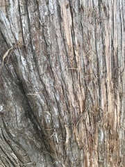 Juniperus virginiana