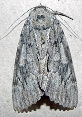 Catocala habilis