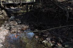 Centropyxis aculeata