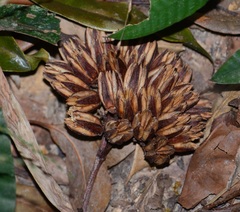 Ixonanthes reticulata