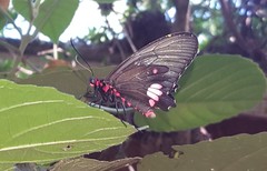 Parides anchises