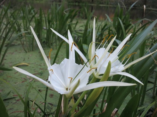 Hymenocallis rotata (Ker Gawl.) Herb.