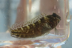 Featherduster Blenny photo 5