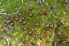 Coprosma atropurpurea
