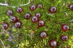 Coprosma atropurpurea