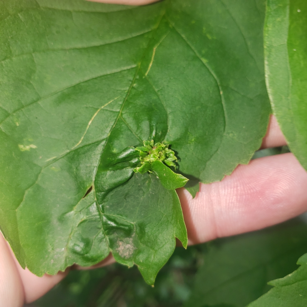 Ash Yellows Phytoplasma from Erie, PA 16505, USA on August 26, 2023 at ...