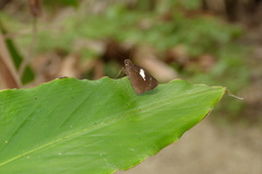 Notocrypta waigensis