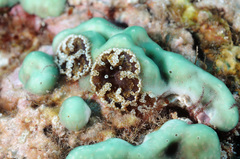 Bellactis caeruleus