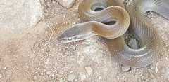 Boaedon fuliginosus