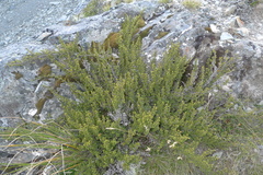 Coprosma fowerakeri