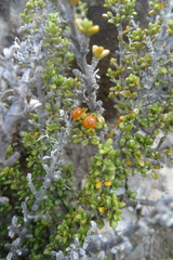 Coprosma fowerakeri