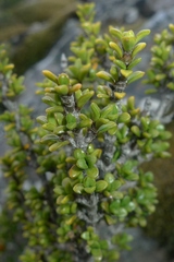 Coprosma fowerakeri