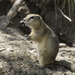 Long-tailed Ground Squirrel - Photo (c) Dina Nesterkova, some rights reserved (CC BY-NC), uploaded by Dina Nesterkova