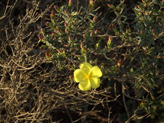 Cistus calycinus